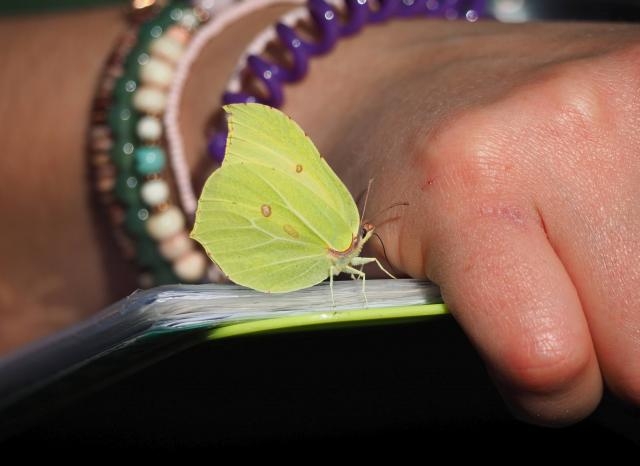 Big Butterfly Count calls on public to help with conservation efforts Big Butterfly Count calls on public to help with conservation efforts