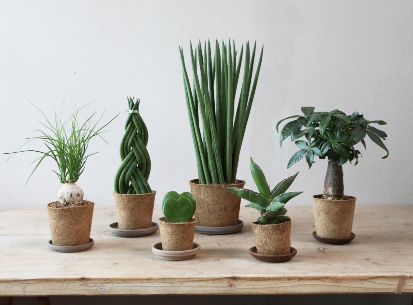 Dobbies’ introduce brand new range of sustainable houseplants Dobbies’ introduce brand new range of sustainable houseplants