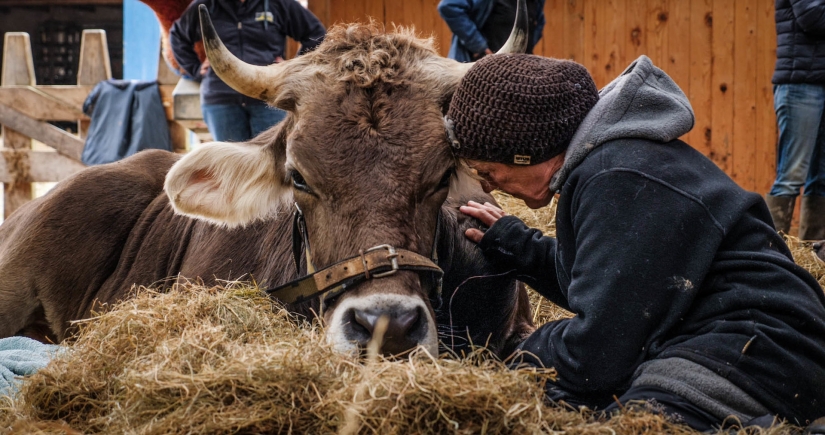 THE INTERNATIONAL VEGAN FILM FESTIVAL GOES VIRTUAL