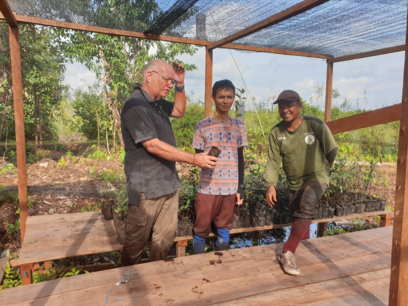 Your Christmas tree could help preserve the Borneo rainforest