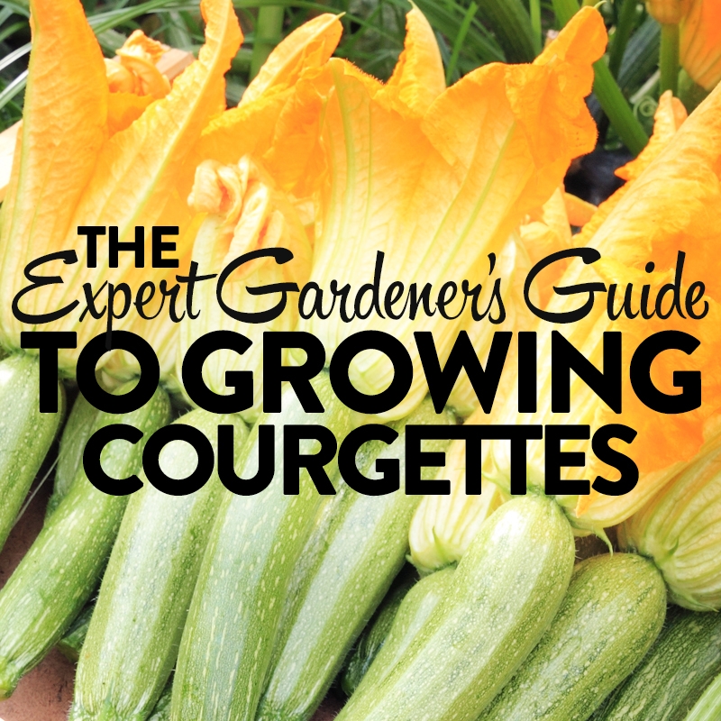 The Expert Gardener’s Guide to Growing Courgettes