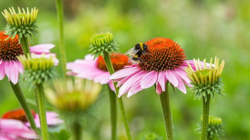 How to attract wildlife into your garden