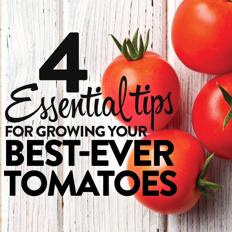4 essential tips for growing your best-ever tomatoes