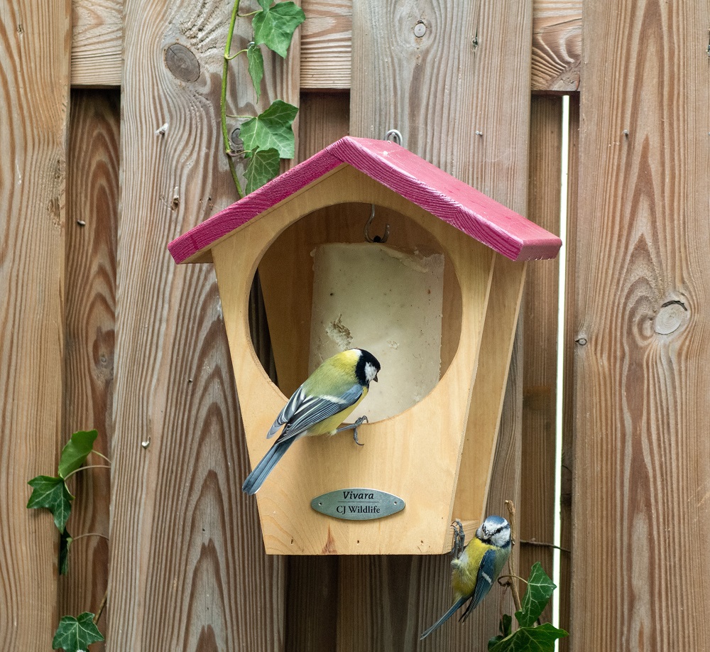 Treat garden birds to something special