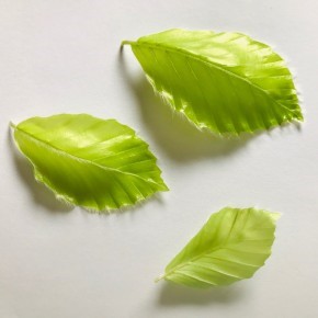 4 foods you can forage right now