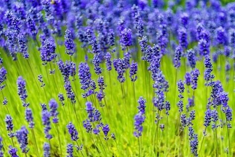 5 gifts for the gardener in your life