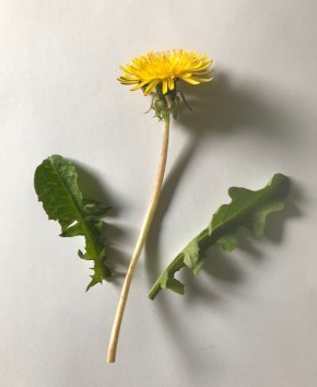 4 foods you can forage right now